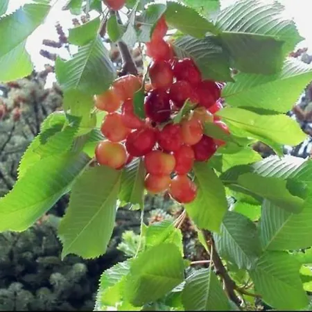 Πανσιόν Ouranogiton