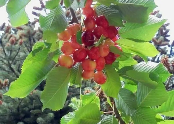 בית הארחה Xenonas Ouranogeiton