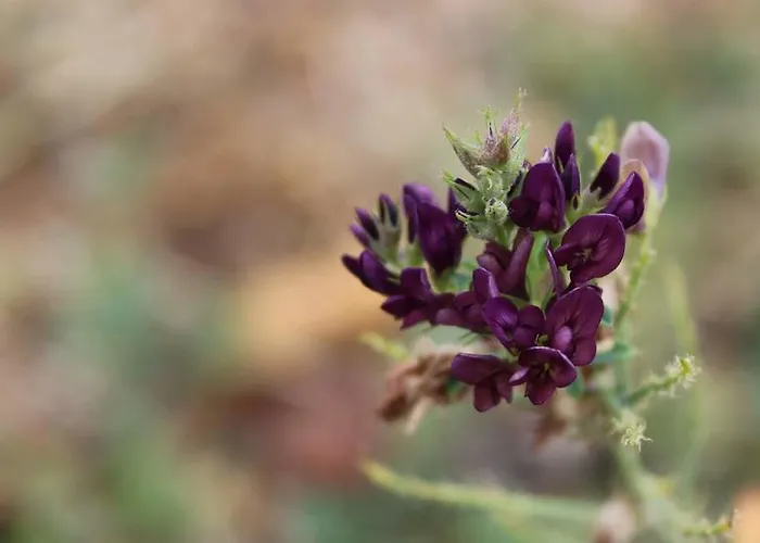 Xenonas Ouranogeiton בית הארחה