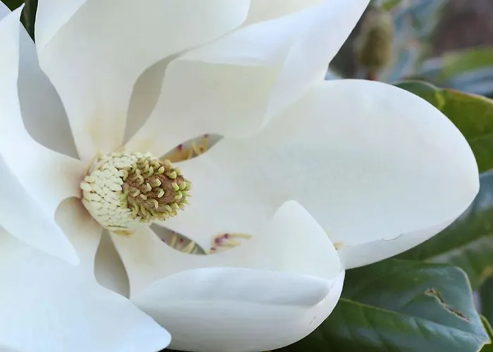 Xenonas Ouranogeiton בית הארחה